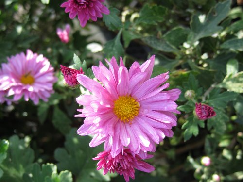 chrysanthemum5