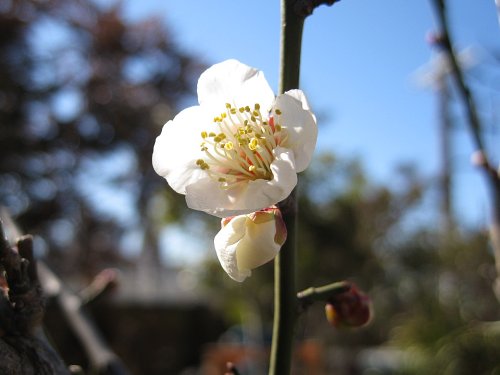 白加賀開花