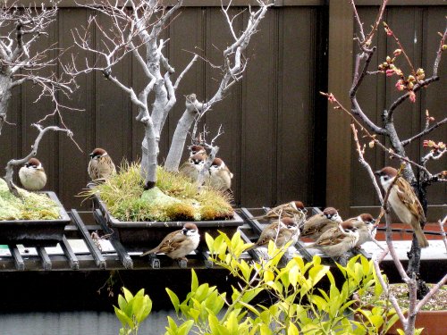 110212_sparrows