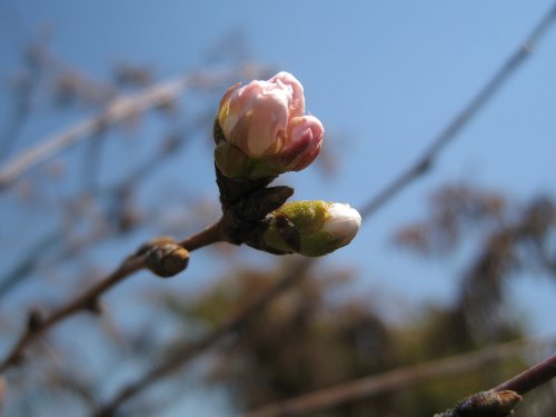 110406_吉野桜