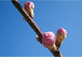 青空と桃の蕾