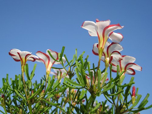 oxalis versicolor