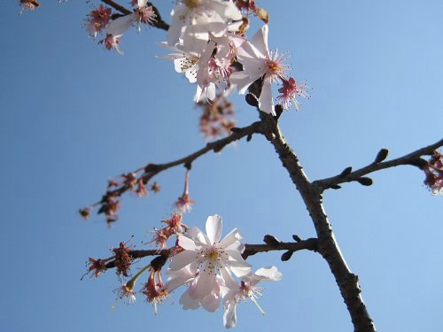 090207_十月桜