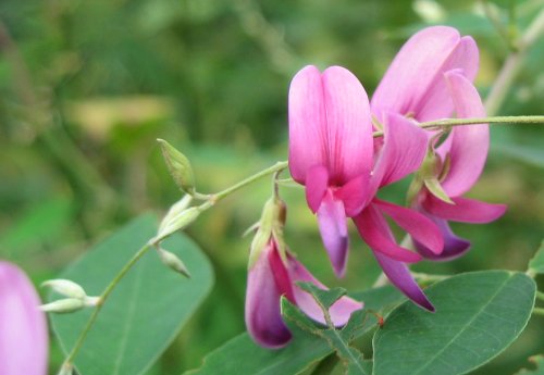 向島百花園：ハギ