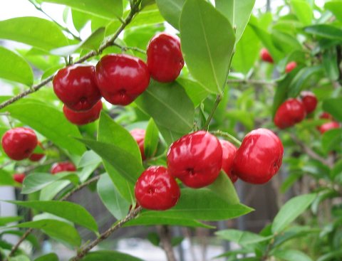 acerola_fruit