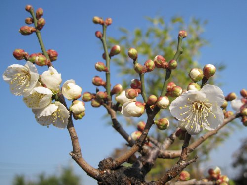 一重野梅2