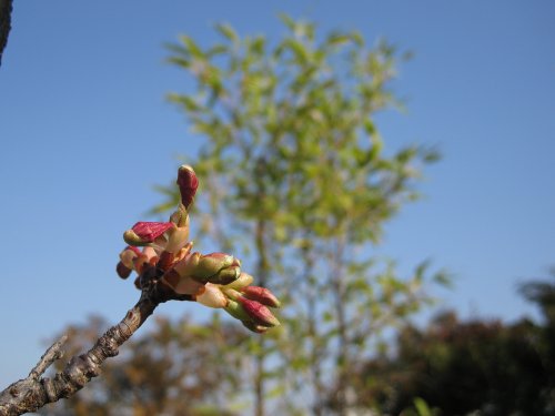 河津桜2