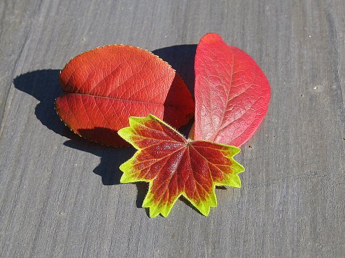 red leaves