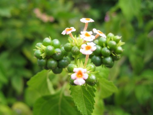 seed_lantana