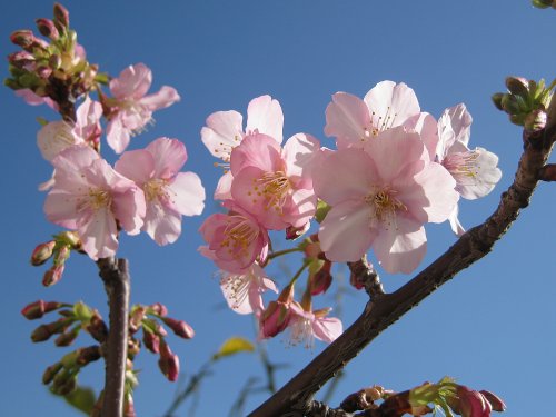 100130_河津桜