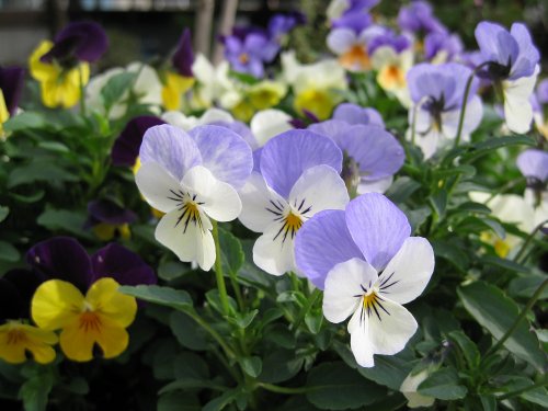 violas1