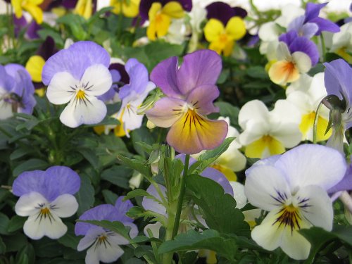 081111_violas2.jpg