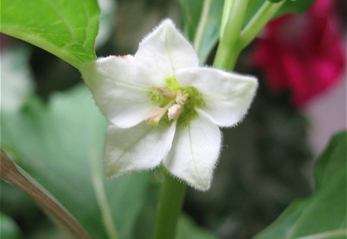 ほおずきの花