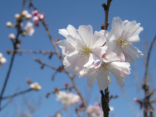 十月桜