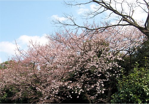 谷中～上野桜木２