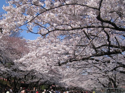 上野公園桜