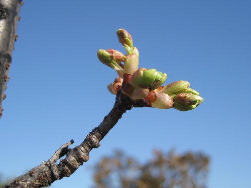 河津桜