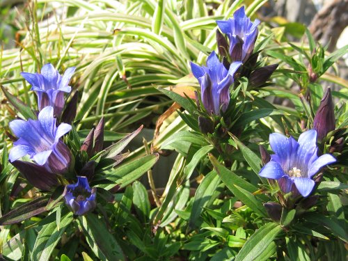 gentian2