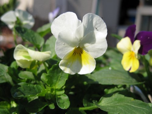 PrimroseBiColor