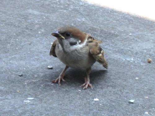 100604_雀（幼鳥)