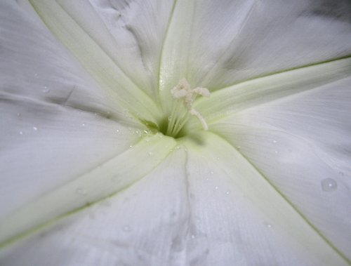 moonflower_indoor2