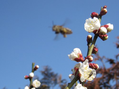 110223_白加賀と蜜蜂