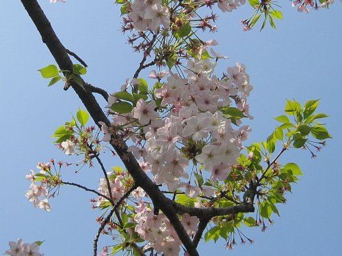 山谷堀公園（染井吉野）