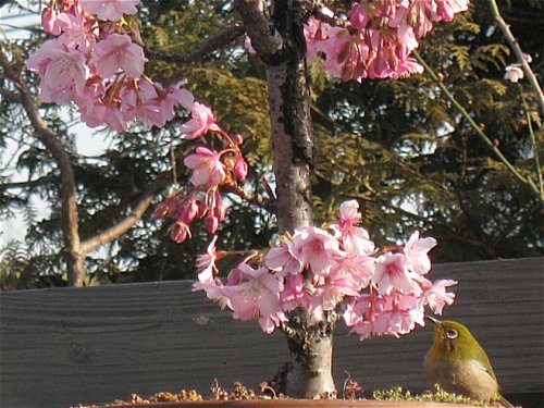 河津桜と目白