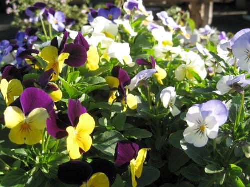 violas