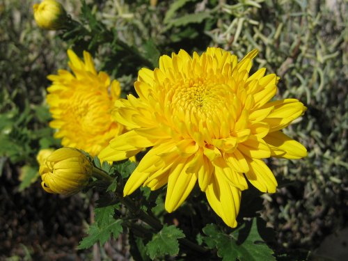 chrysanthemum_y