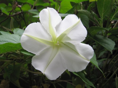 1026_moonflower.jpg