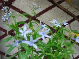 丁子草