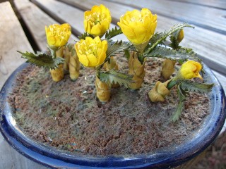 福寿草の鉢植え？