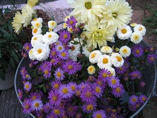 菊の花
