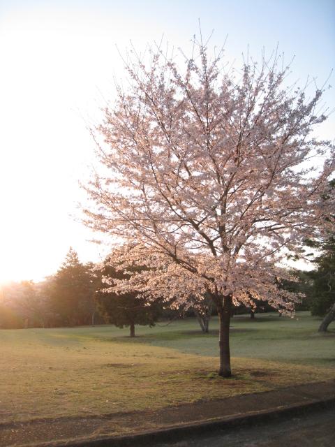 夕日と桜