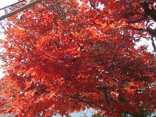 紅葉