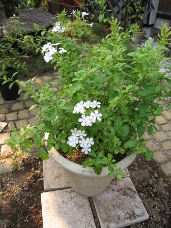 ルリマツリの白花