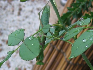 もしかして、脱皮前？