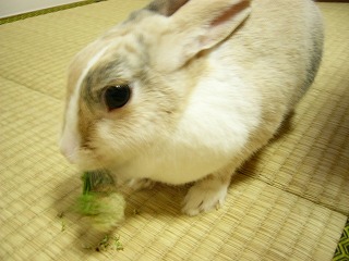 たべても美味しい♪