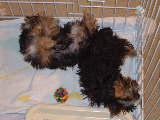 DSCF0081.JPG