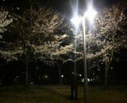 夜桜.jpg