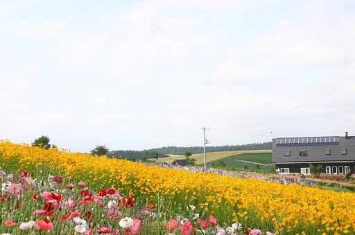 きれいなお花ー！