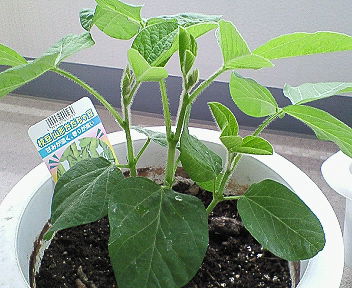 だだ茶豆060526