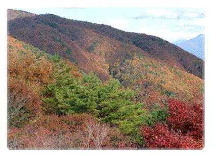 富士山裾野の紅葉