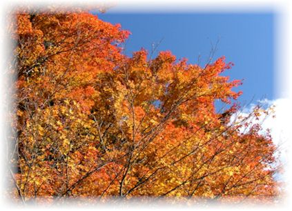 富士山裾野紅葉2