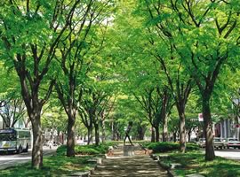 仙台・けやき並木道