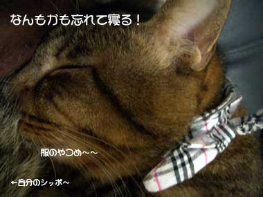 今日はもう寝る！！