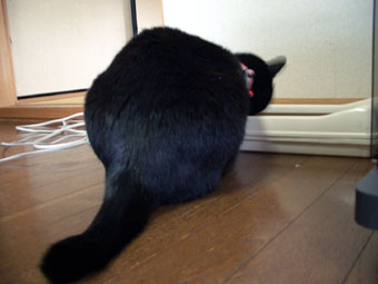 あっ！ハナコだったのね～。