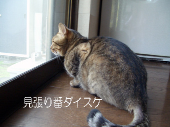 見張ってるの～