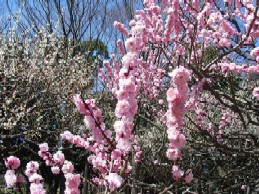 砧公園の梅